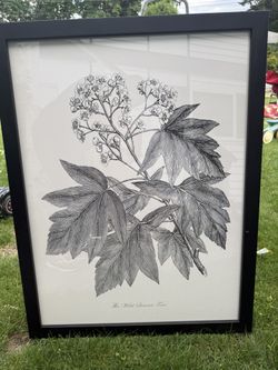 Framed Print 