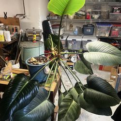 Indoor plant : Philodendron giganteum