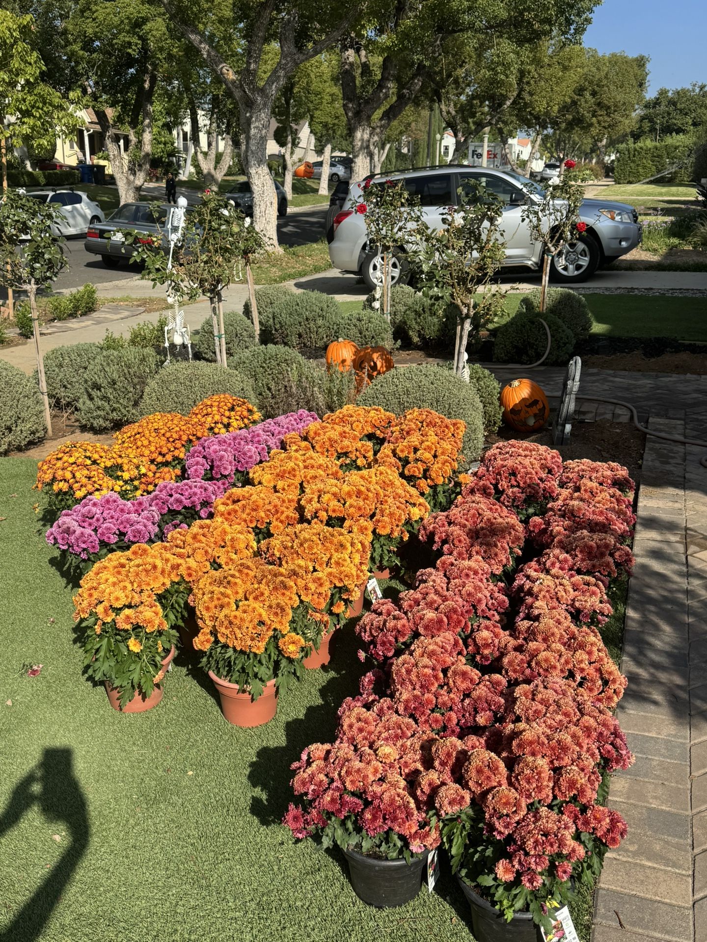 0.7G Garden Chrysanthemums Mums Potted Plants Flowers from Home Depot- 6 BURGUNDY LEFT