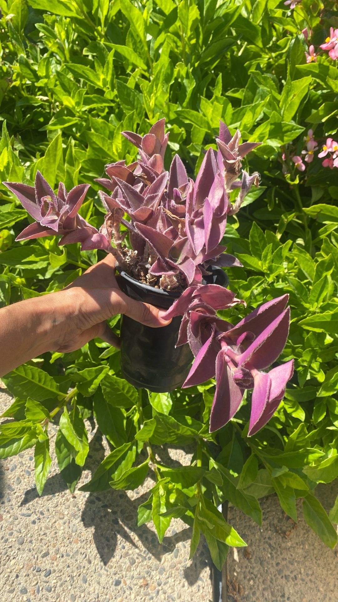 Purple Fuzzy Wandering Jew Succulent Plant
