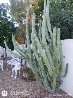 Cuttings Of Numerous Species Cactus