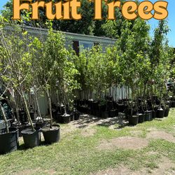 Fruit Trees (Read Description)