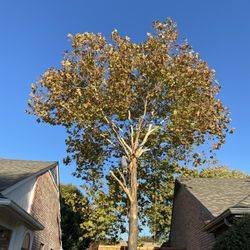 GOOD PRICE ON 🌳🌳Removal 