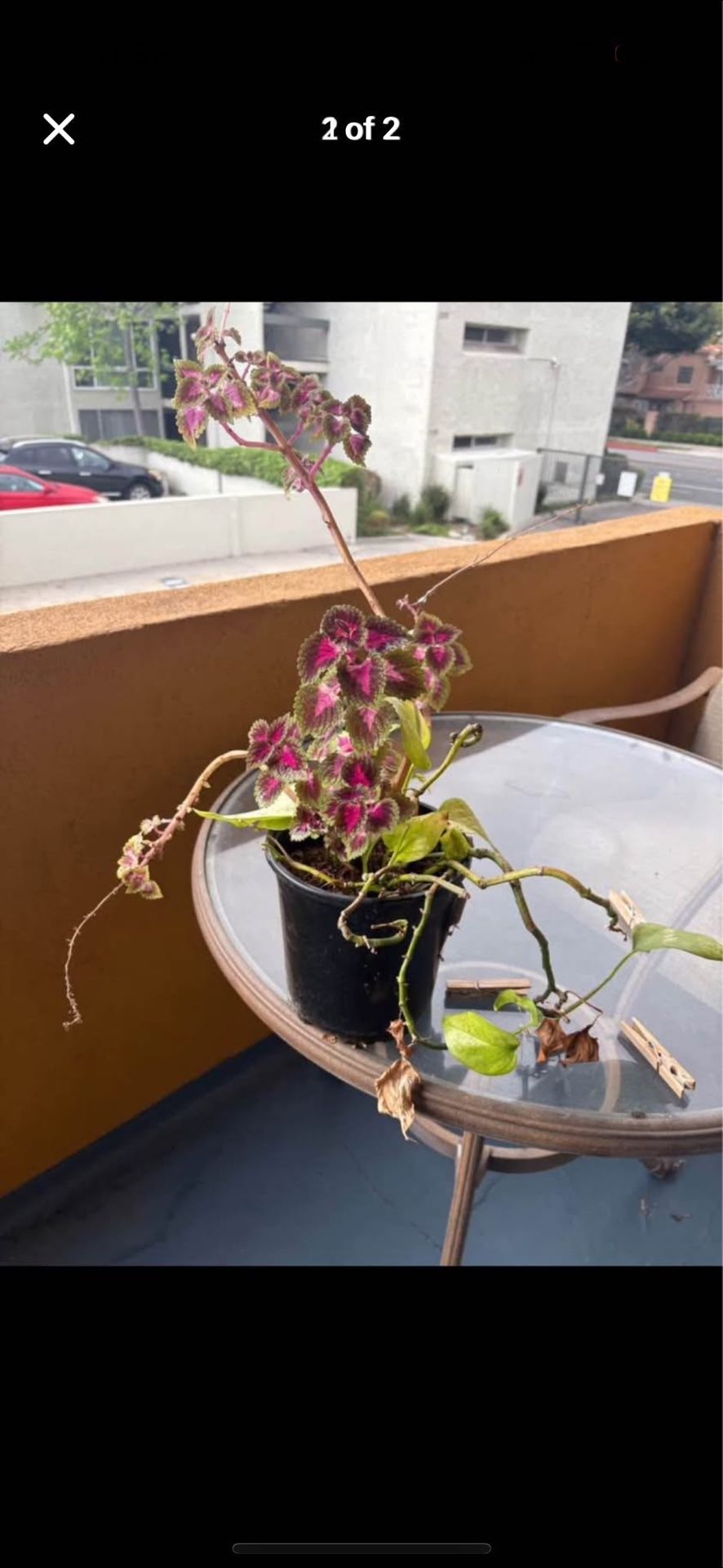Plants With Pots