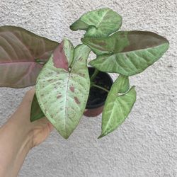 Beautiful Pink Confetti Syngonium Plant