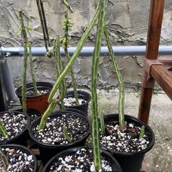 Pickle Plant Succulent