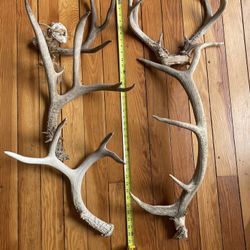 Antlers