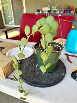 Silver dollar vine