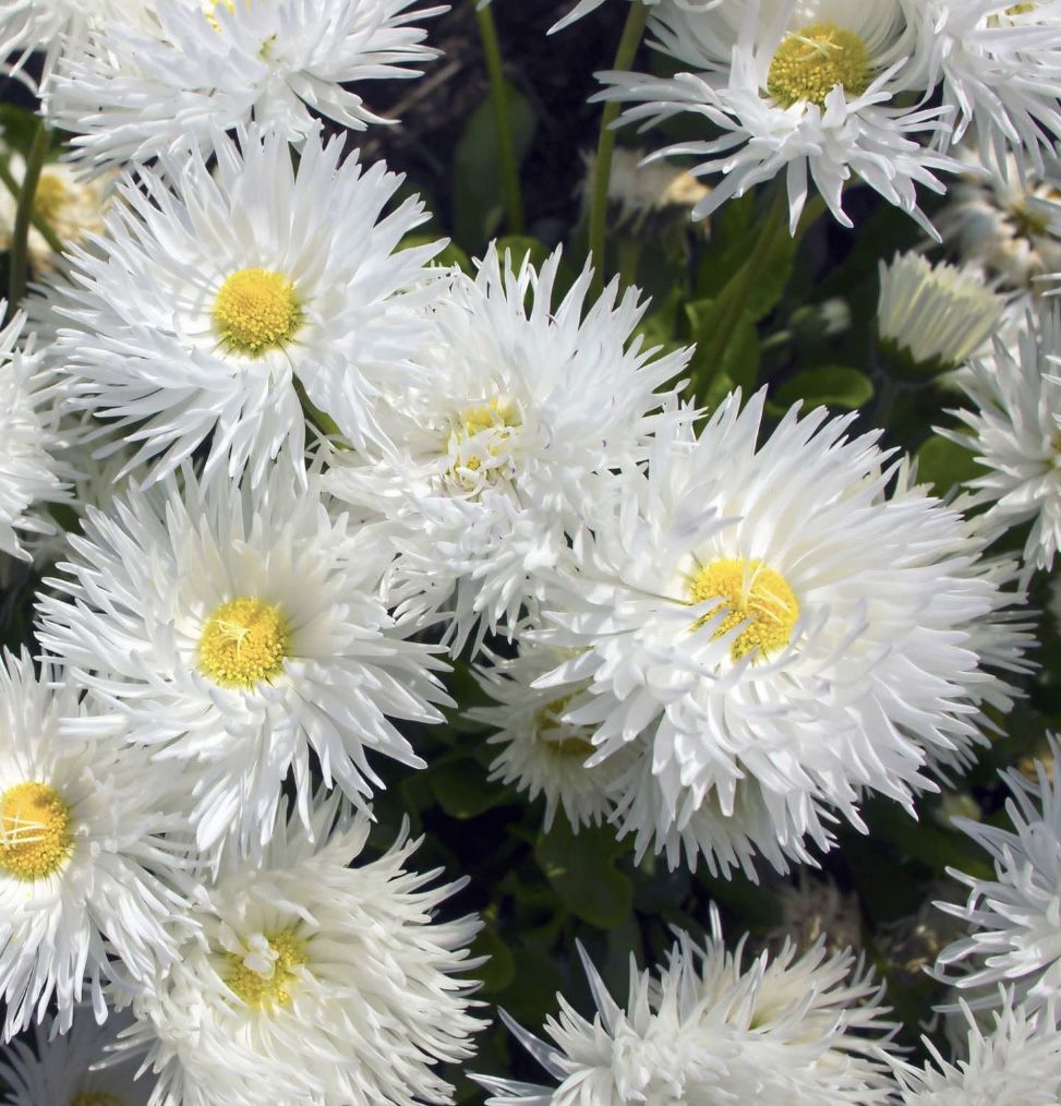 Perennial Starters