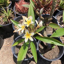 Plumaria plant