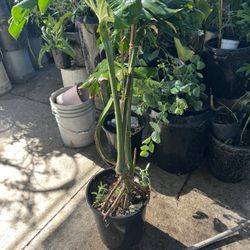 Monstera