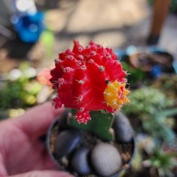 PLANT SALE THIS SATURDAY FROM NOON UNTIL 3PM IN SAN LORENZO