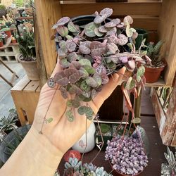 String of Hearts 💕🪴 4”