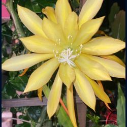 Yellow Epiphyllum Orchid Cactus Xl Large Flower 