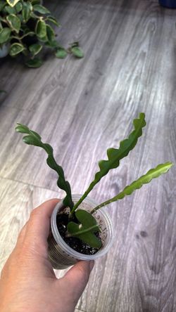 5 plants- one price