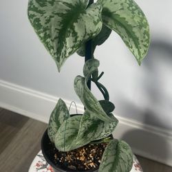 Climbing Silver Satin Pothos Plant (Scindapsus)
