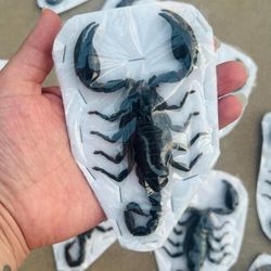Crafting Scorpions 