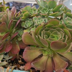 Big Aeonium Plant