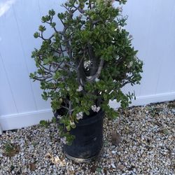 Árbol De Jade $20