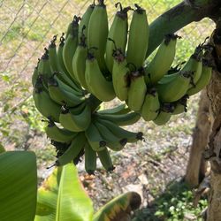 Fresh Bananas