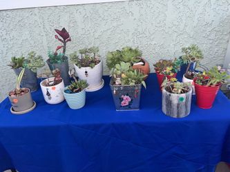 Small Assorted Potted Succulents