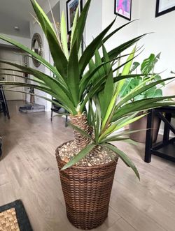 Faux Aloe/Palm Plant