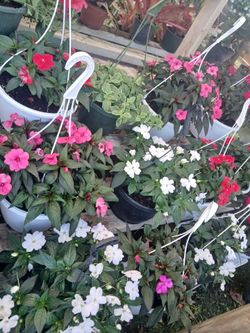 Flower hanging baskets $15 each🌺