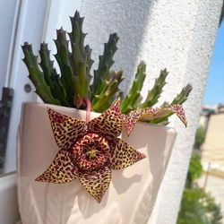 Orbea variegata cuttings, 2/$10
