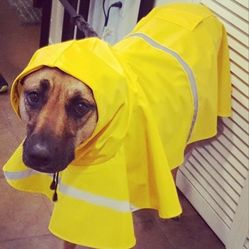 Doggy Yellow Rain Jacket