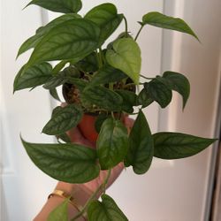 Monstera Siltepecana 