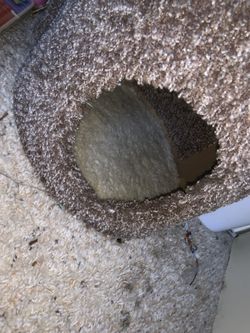 cat climb