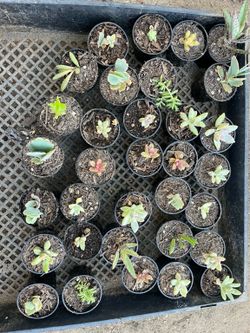Suculents for sale
