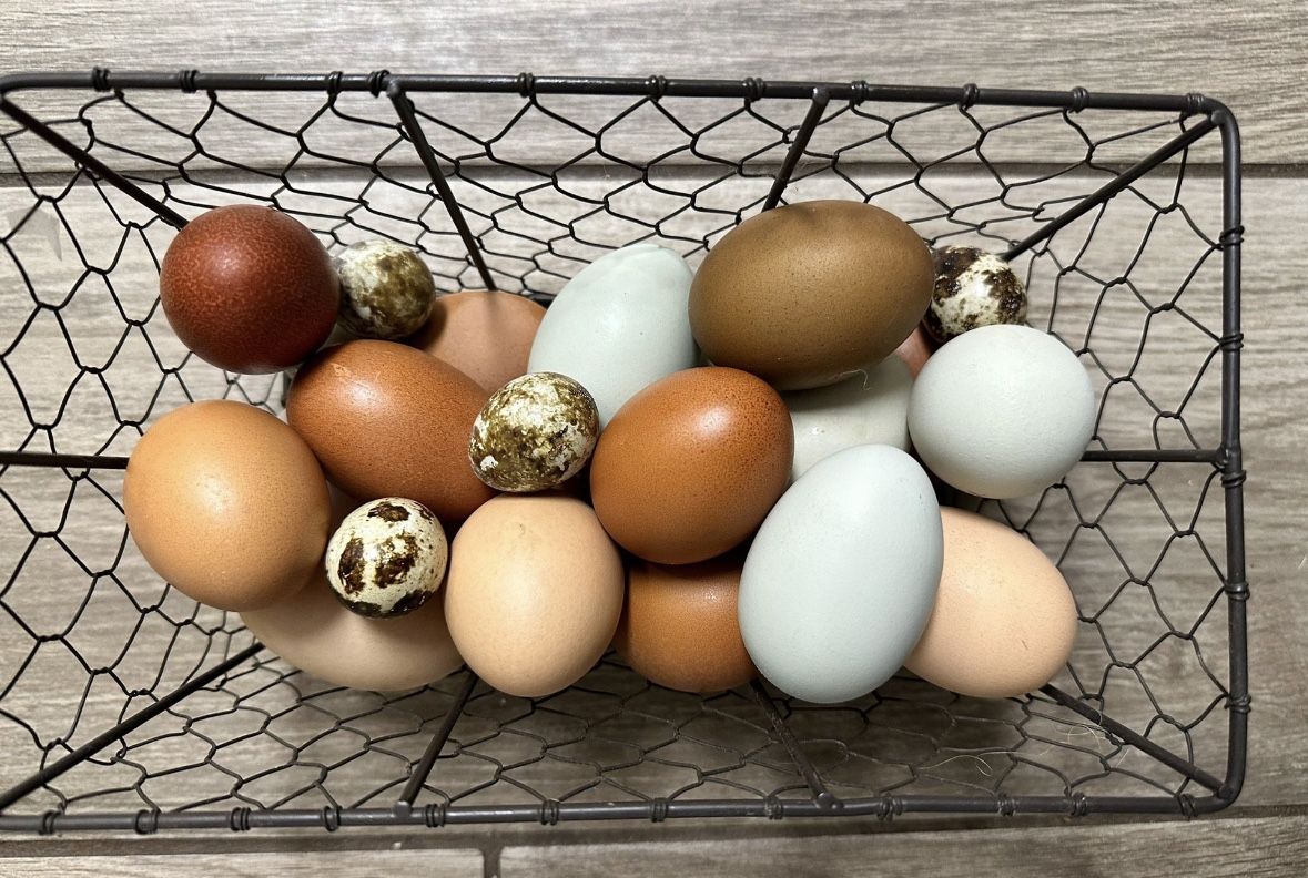 Fertile Chicken Eggs for Sale in El Cajon, CA OfferUp