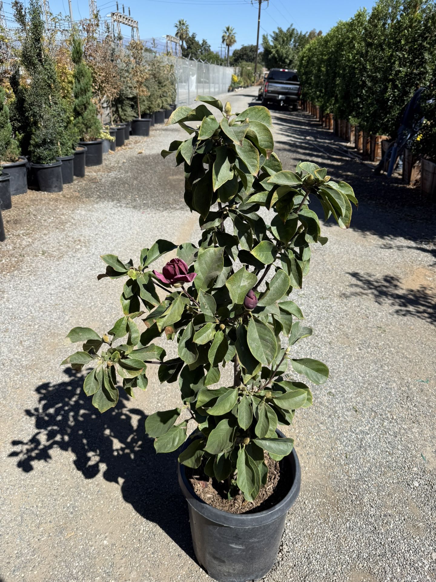 Magnolia “genie”