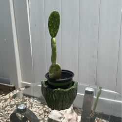 Cactus Segmented 