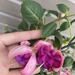 8” bella rosella fuchsia