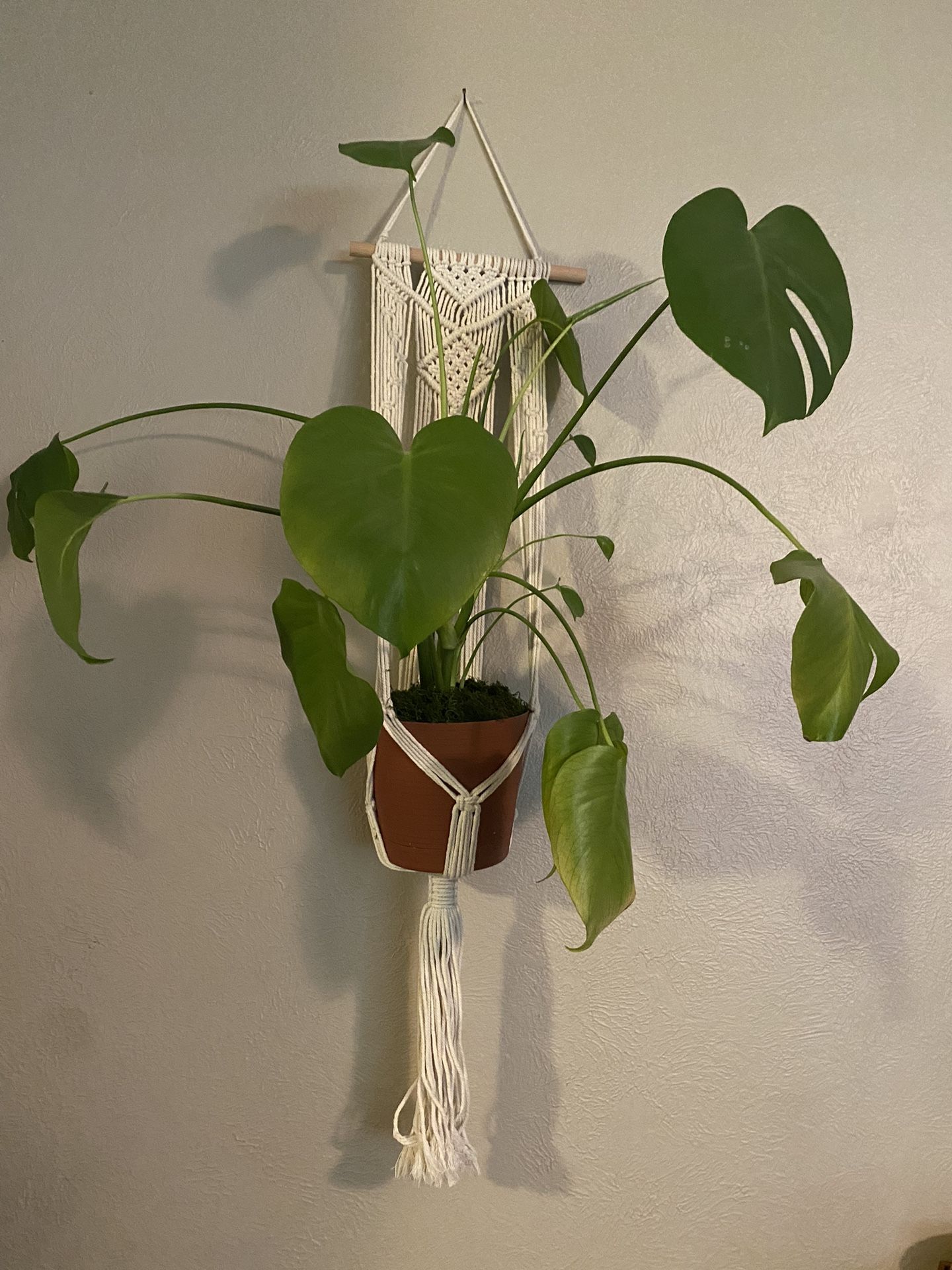 Monstera Plant
