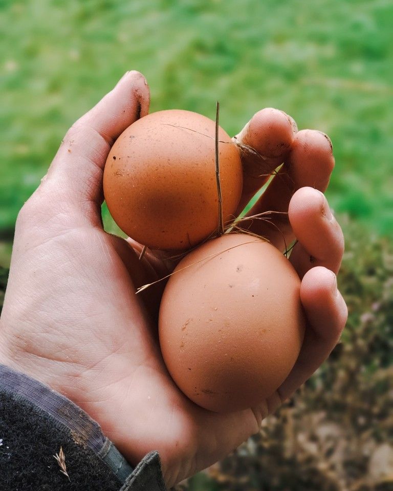 Chicken Eggs