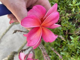 Pink/Org Plumeria Clipping 