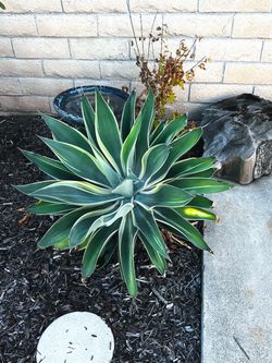 Variegated Foxtail Agave