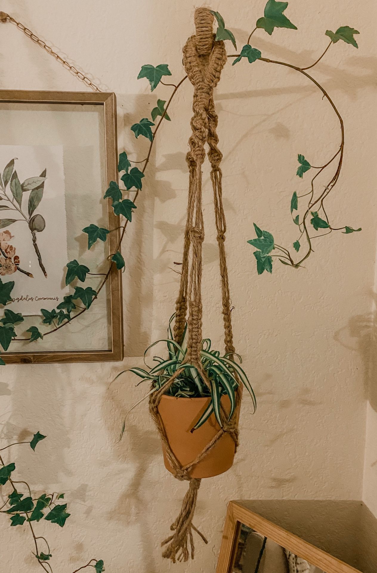 Spider plant in a 4” clay pot with macrame plant holder