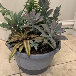 Succulent Mix Plants 