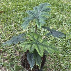 ALOCASIA JACKYLYN (6” Pot) Collector Of Plant Lover
