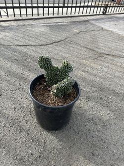 Chinese Cactus 