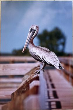 Pelican photography