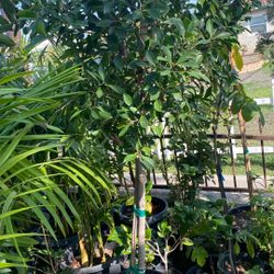 Ficus Tree