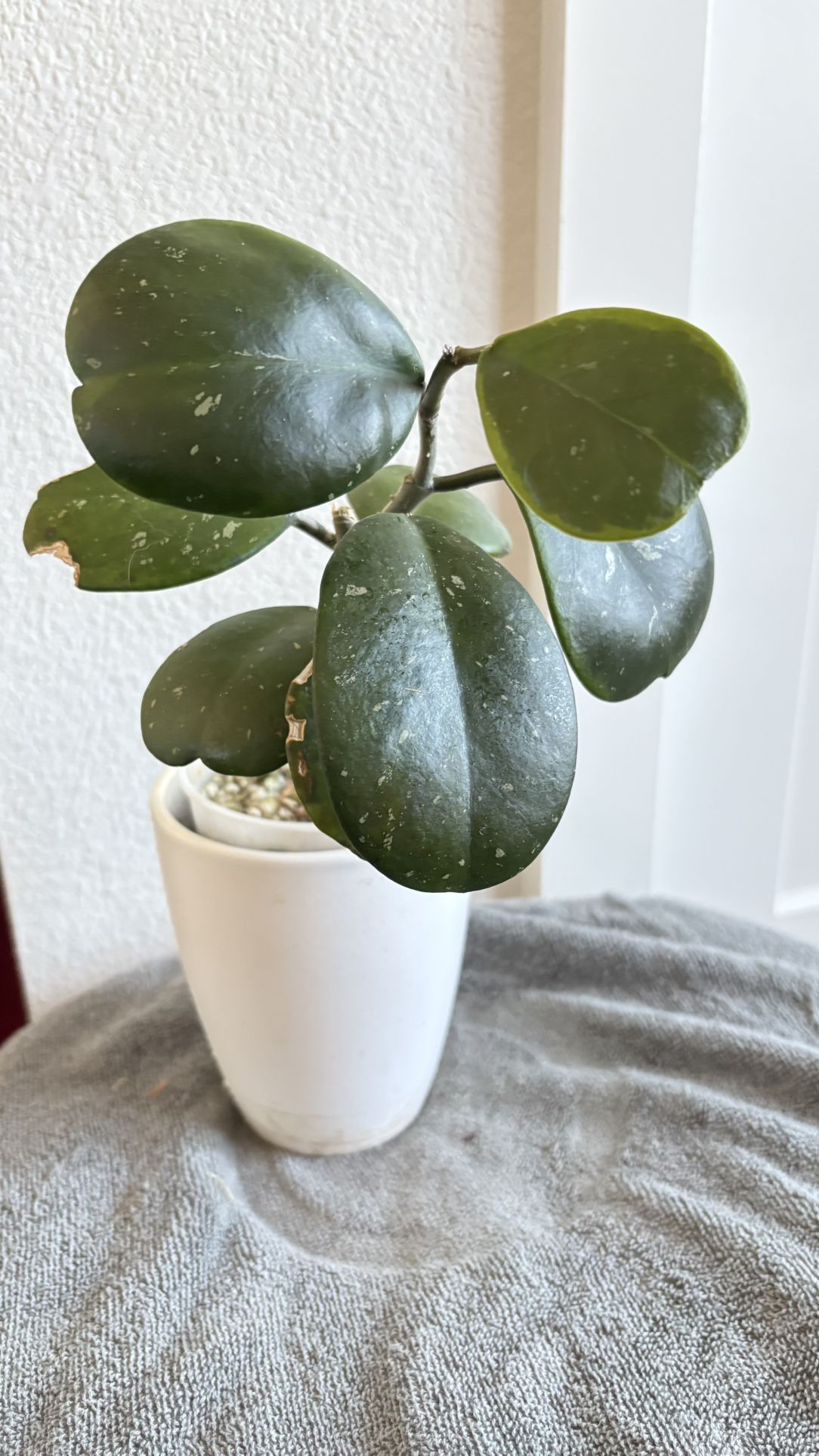 Splashy Hoya Obovata