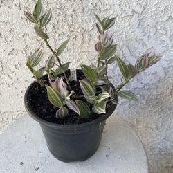 6 Inch Pot Succulent Plant- Tradescantia Fluminensis Lavender Variegata  - Wandering Jew Variegated - Rooted & Established - Drought Resistant - 🪴 
