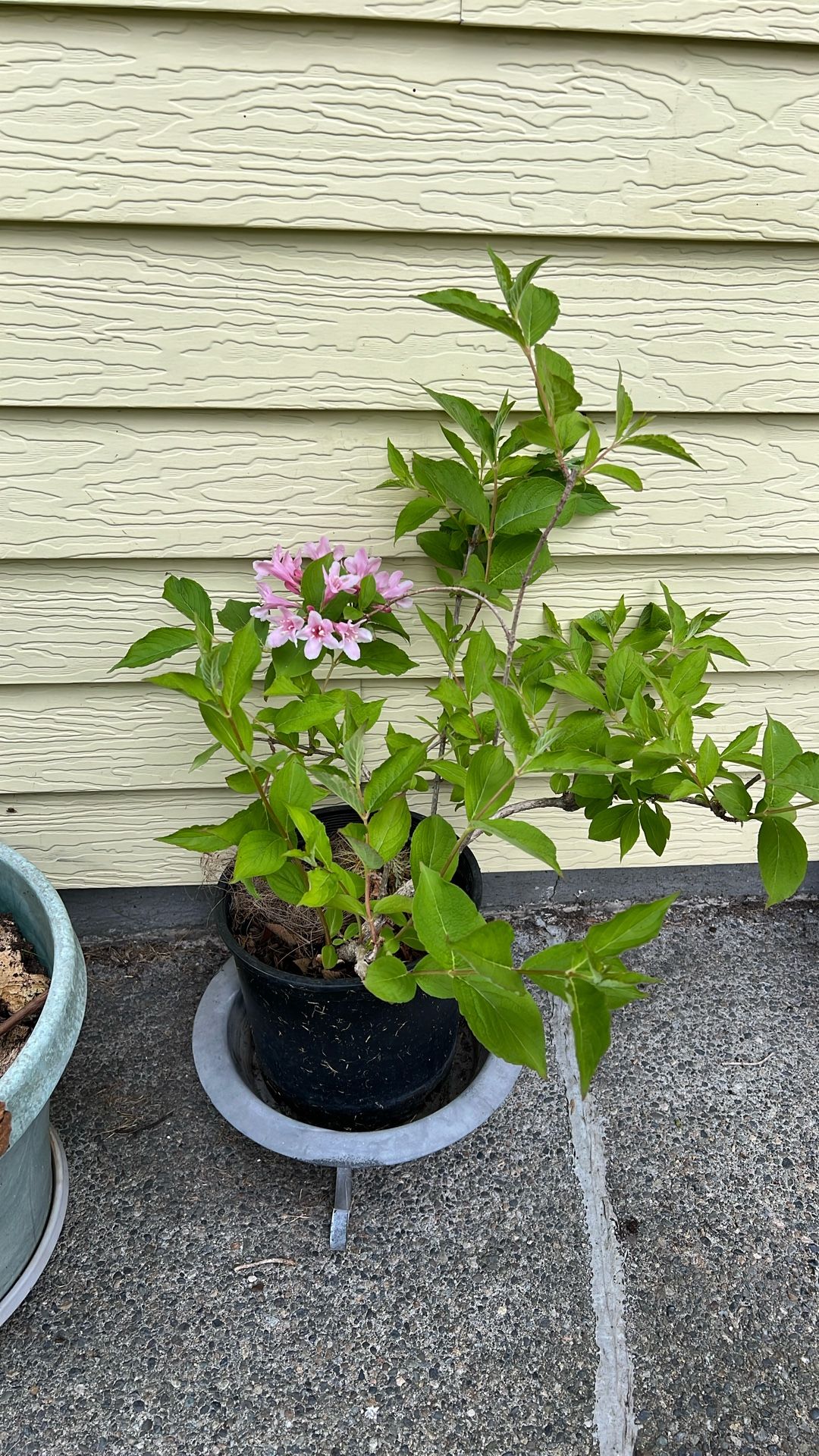 Flowering Weigela Potted Plant Pink Flowers Mother’s Day