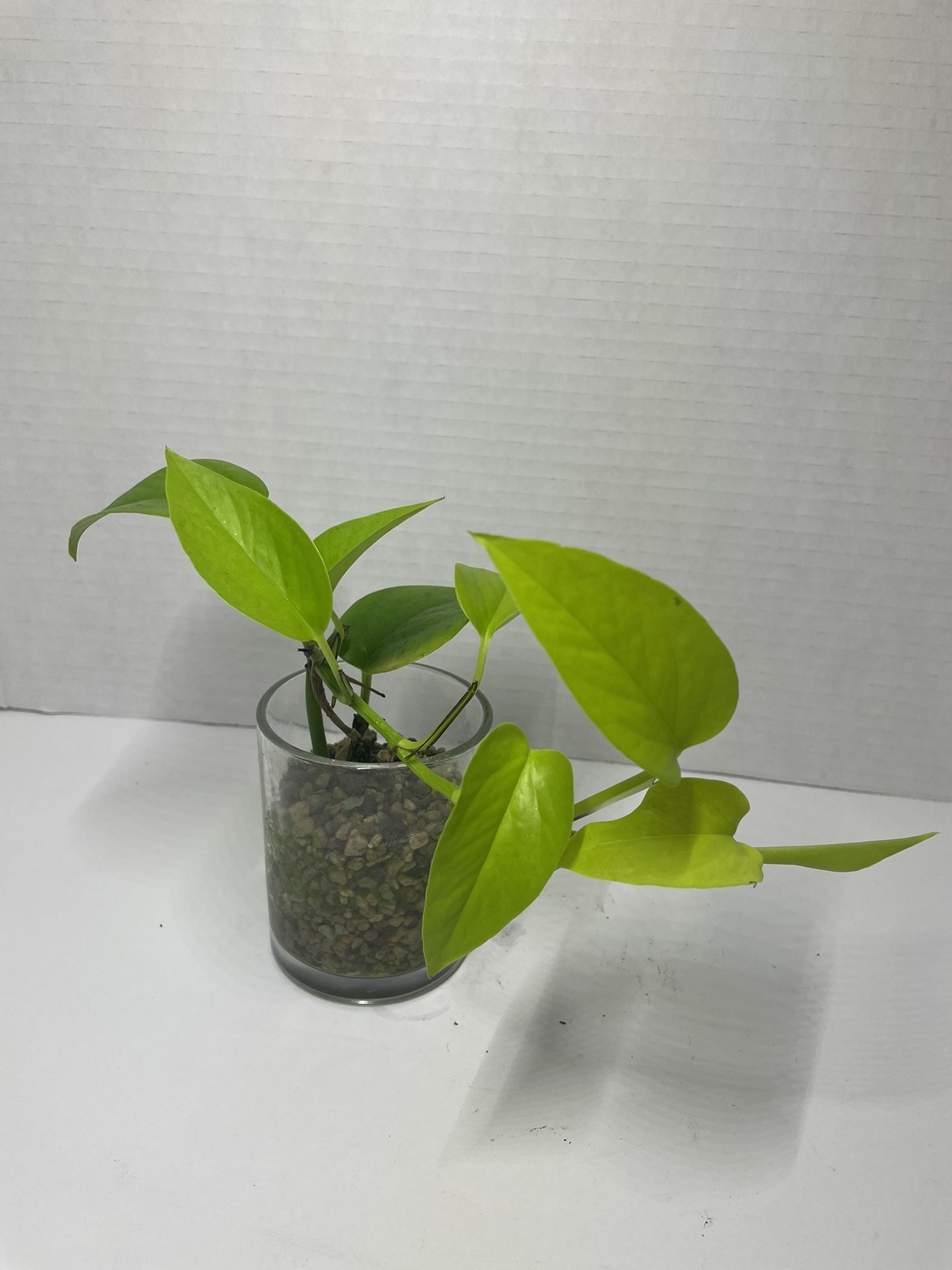Teruno Pothos for Sale in San Diego, CA - OfferUp